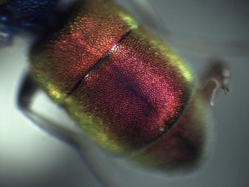 Réf. 342 793 : Chrysura dichroa